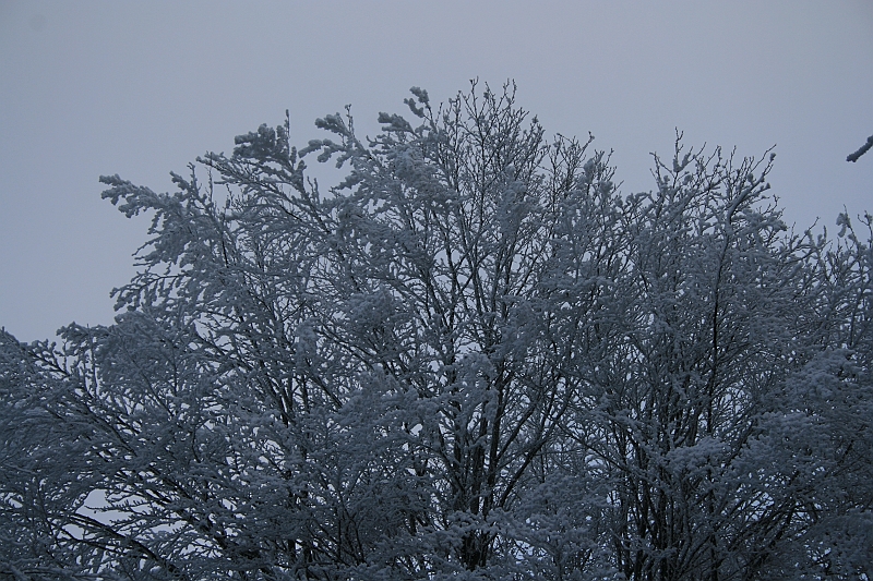 Bieszczady 12.2007 046